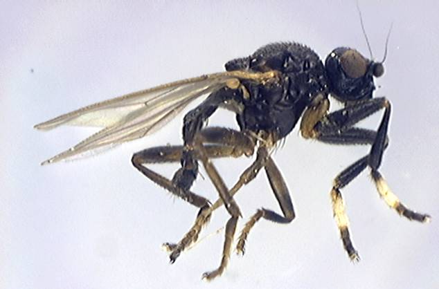 Sphaerocera monilis